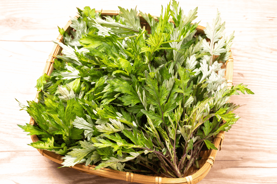 쑥의 항염 효과와 전통적 활용법