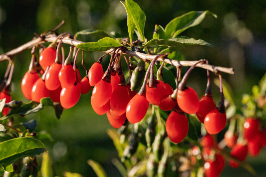 희귀 약초 구기자 역사와 한방 기록