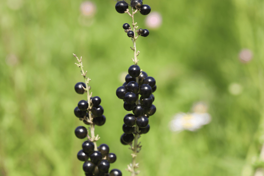 맥문동의 이야기