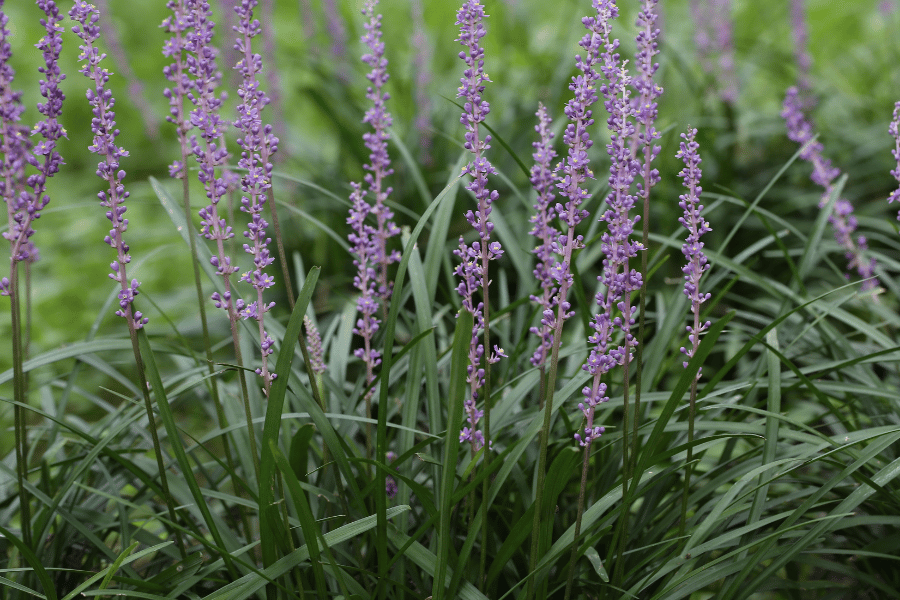 맥문동의 이야기