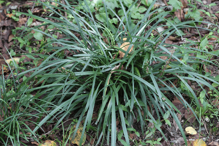 맥문동의 이야기