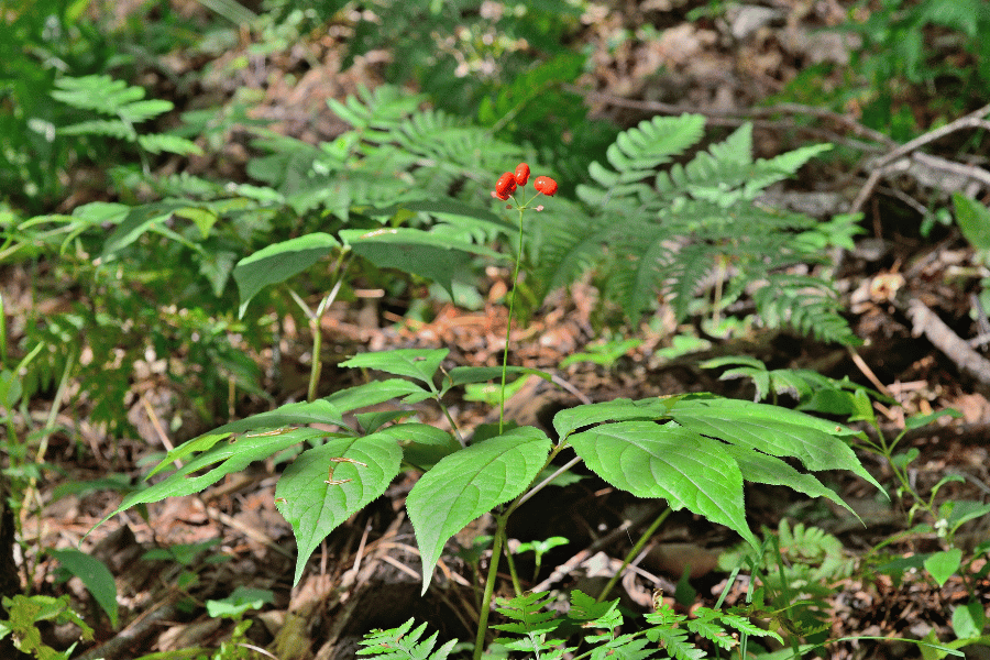 산삼의 전설과 실제 사례