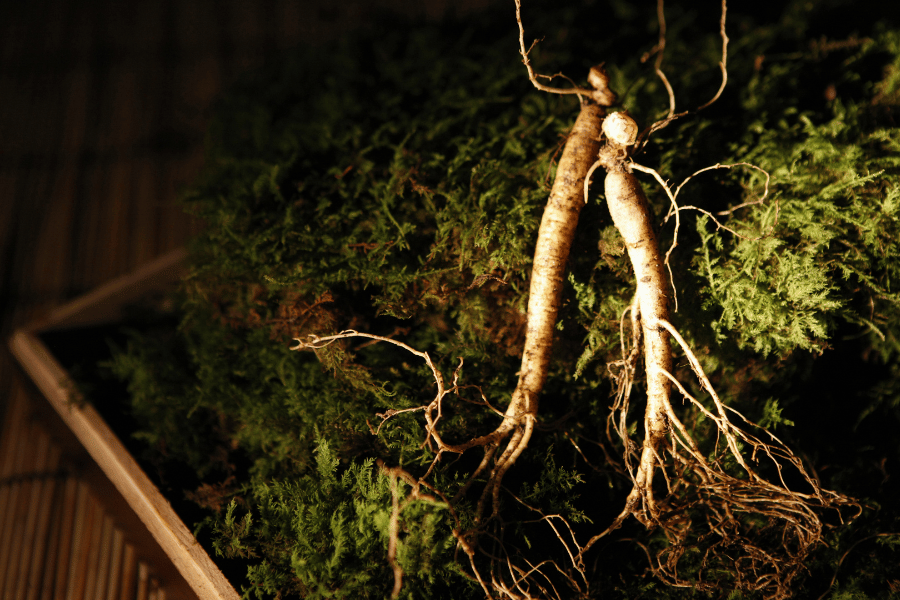 산삼의 전설과 실제 사례