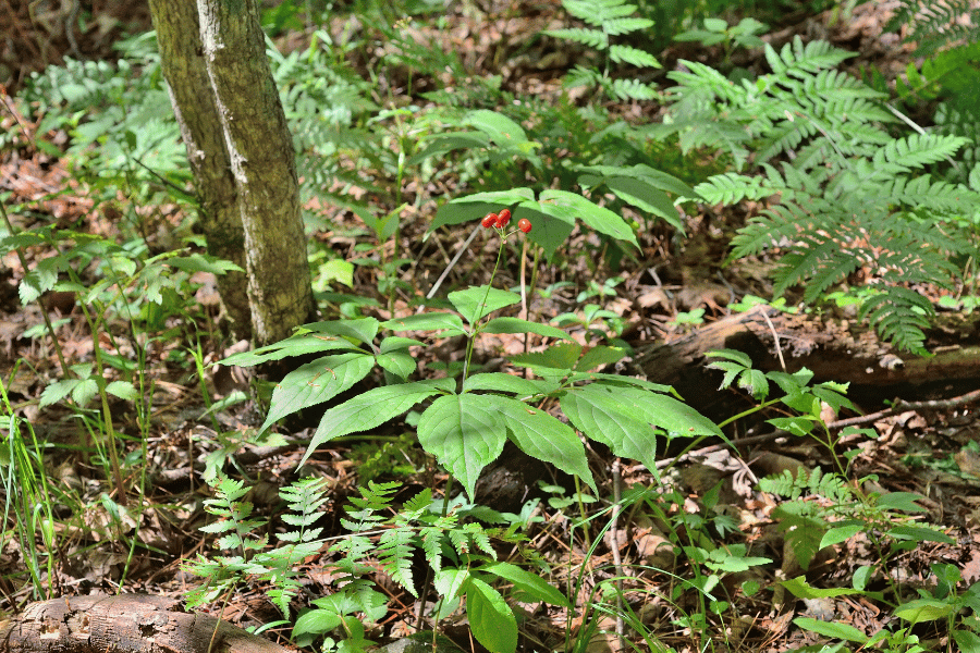 산삼의 전설과 실제 사례