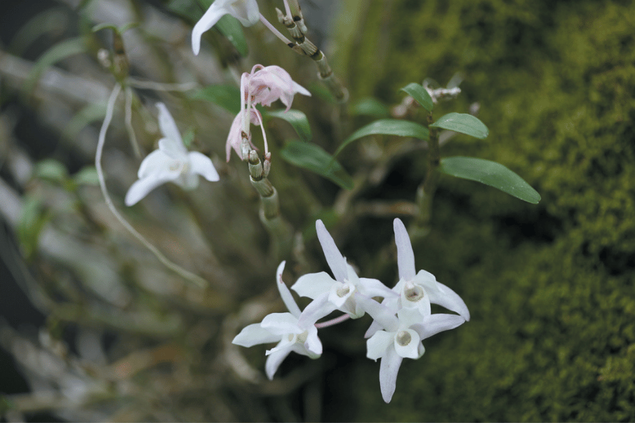 석곡 이야기 난초과 약초