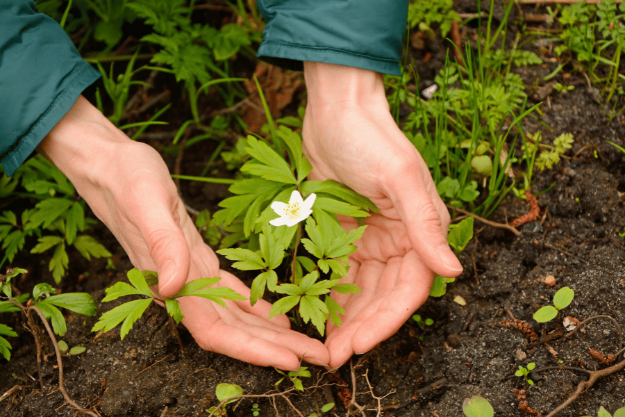 약초 남획 문제의 생태계 위협