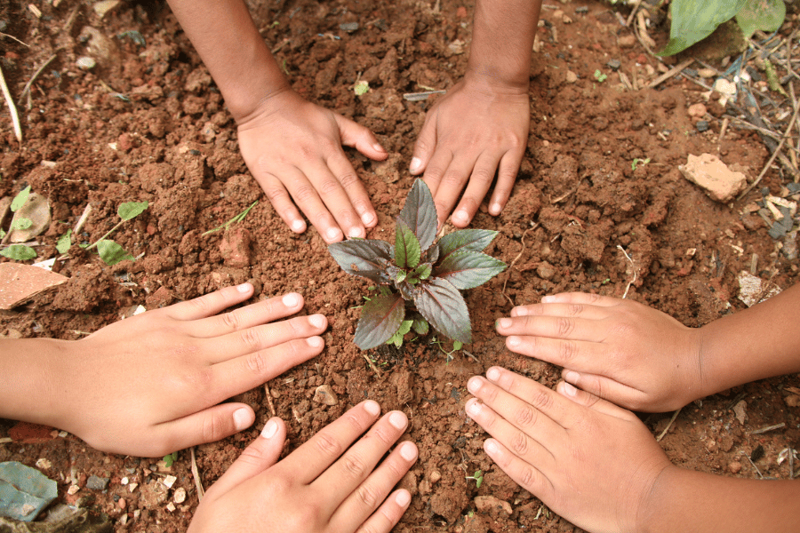 약초 남획 문제의 생태계 위협