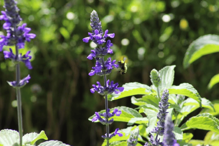 약초 보호 정책과 법적 규제