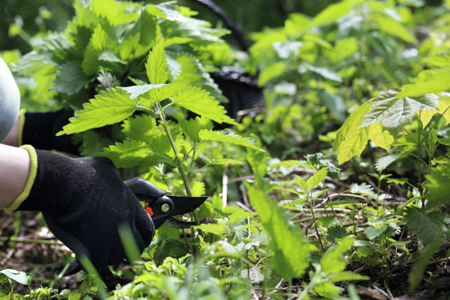 약초 채집 방법과 주의점
