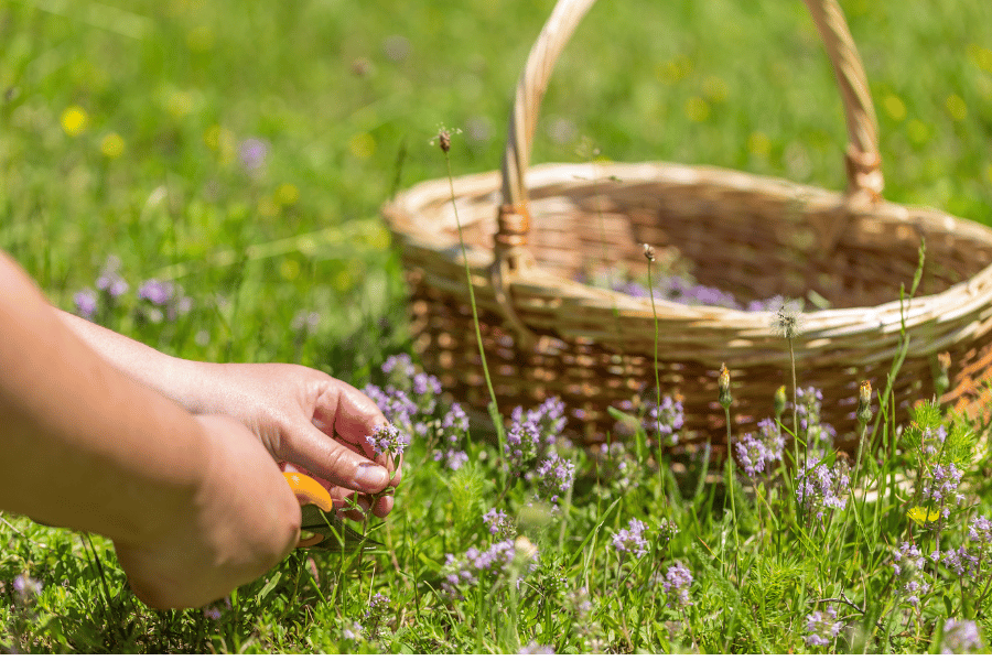 약초 채집 방법과 주의점