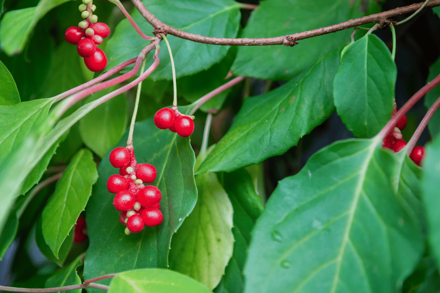 약초와 뇌 건강 연구
