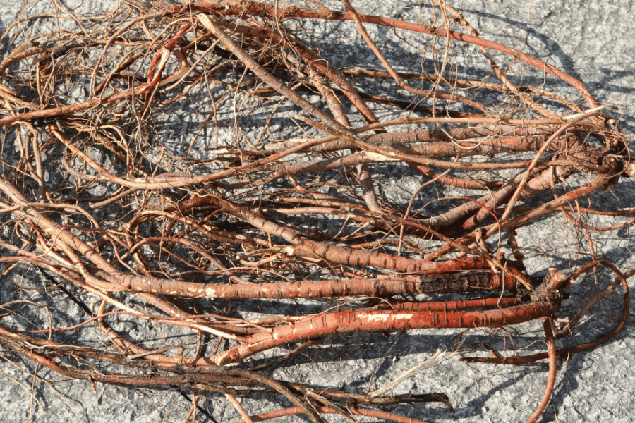 전설 속의 희귀 약초 감초의 신비한 이야기