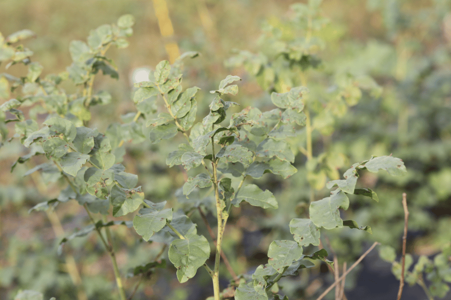 전설 속의 희귀 약초 감초의 신비한 이야기