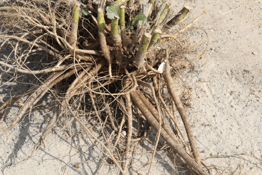 전설 속의 희귀 약초 고삼