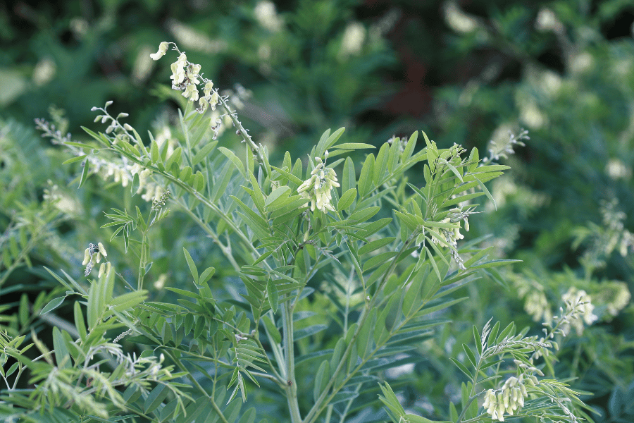 전설 속의 희귀 약초 고삼