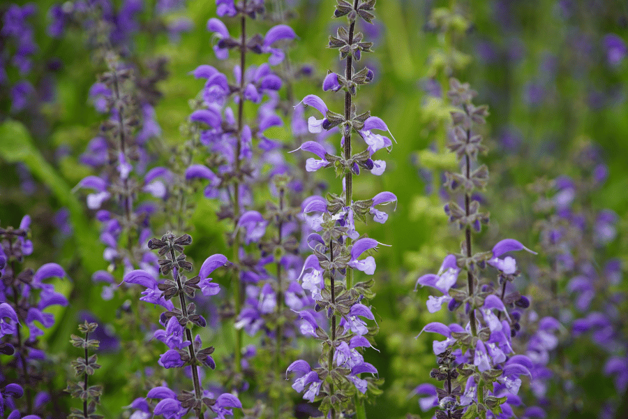 전설 속의 희귀 약초 단삼