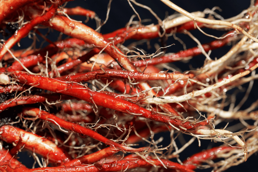 전설 속의 희귀 약초 단삼