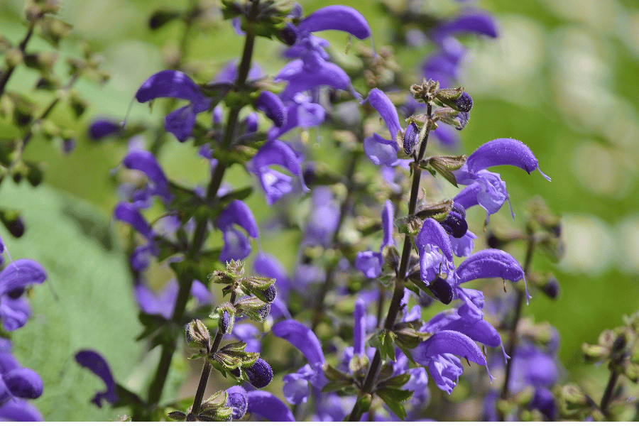 전설 속의 희귀 약초 단삼