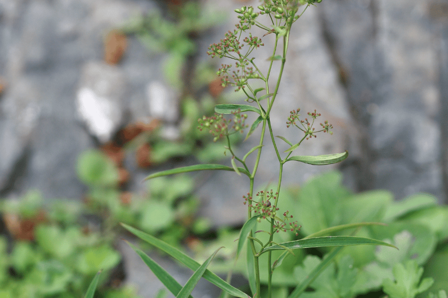 전설 속의 희귀 약초 시호