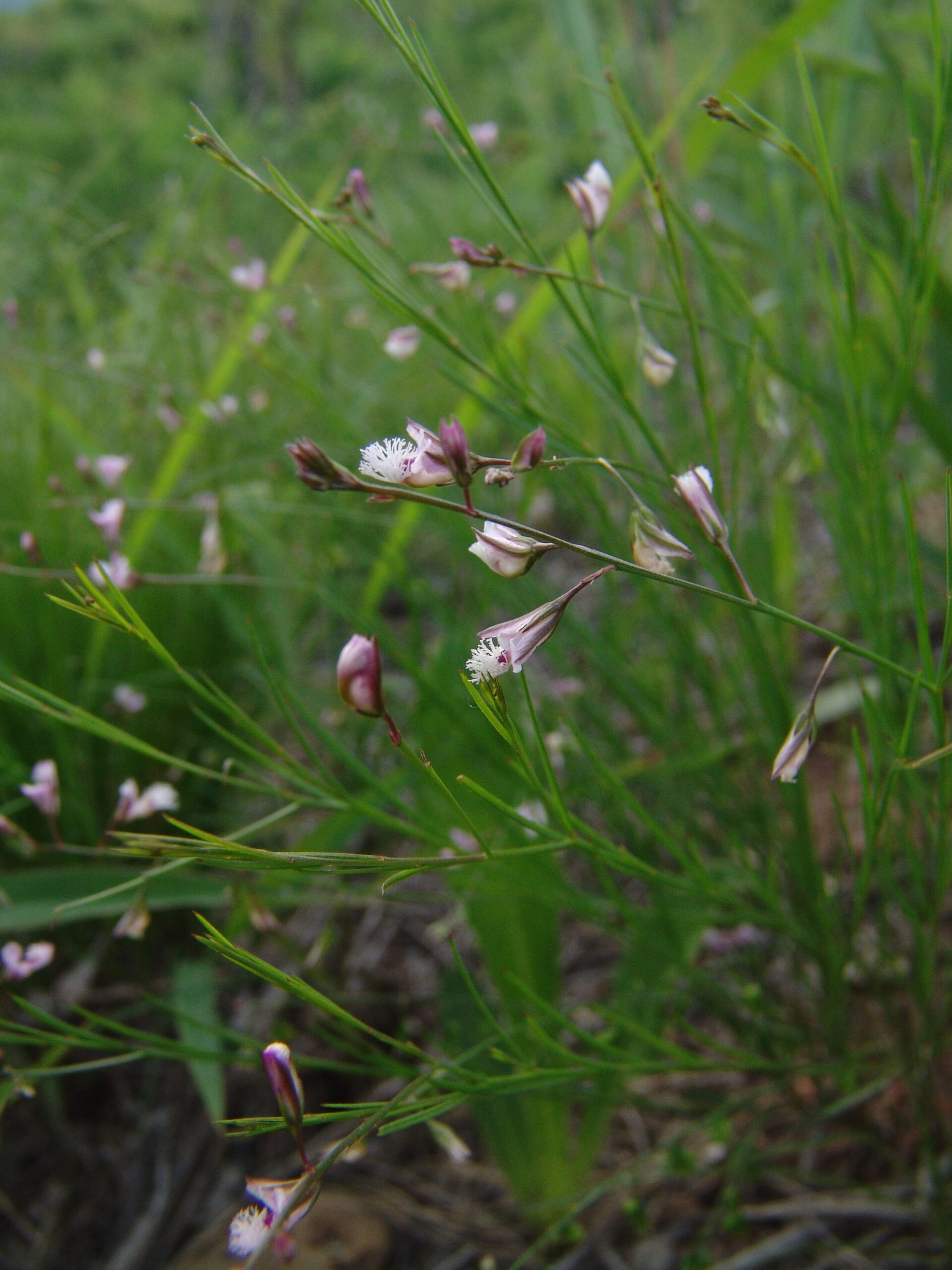 전설 속의 희귀 약초 원지
