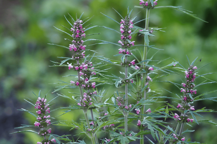 전설 속의 희귀 약초, 익모초