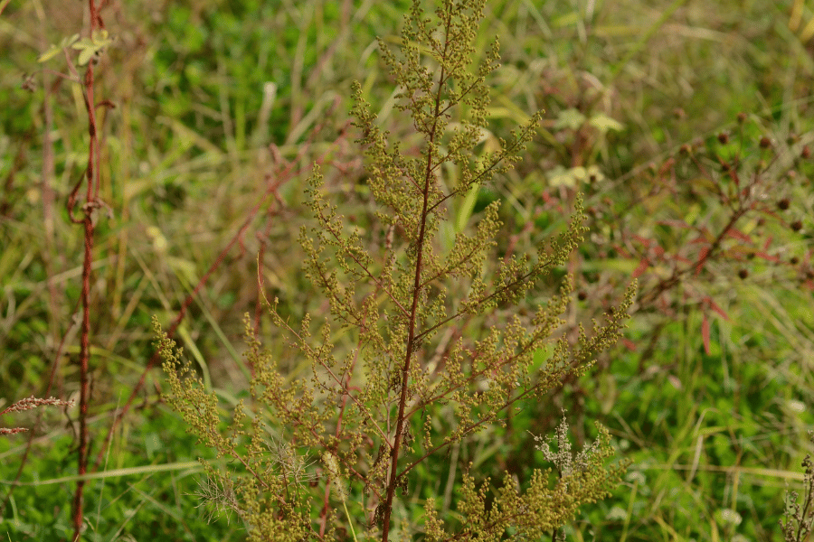 전설 속의 희귀 약초 청호의 신비한 이야기