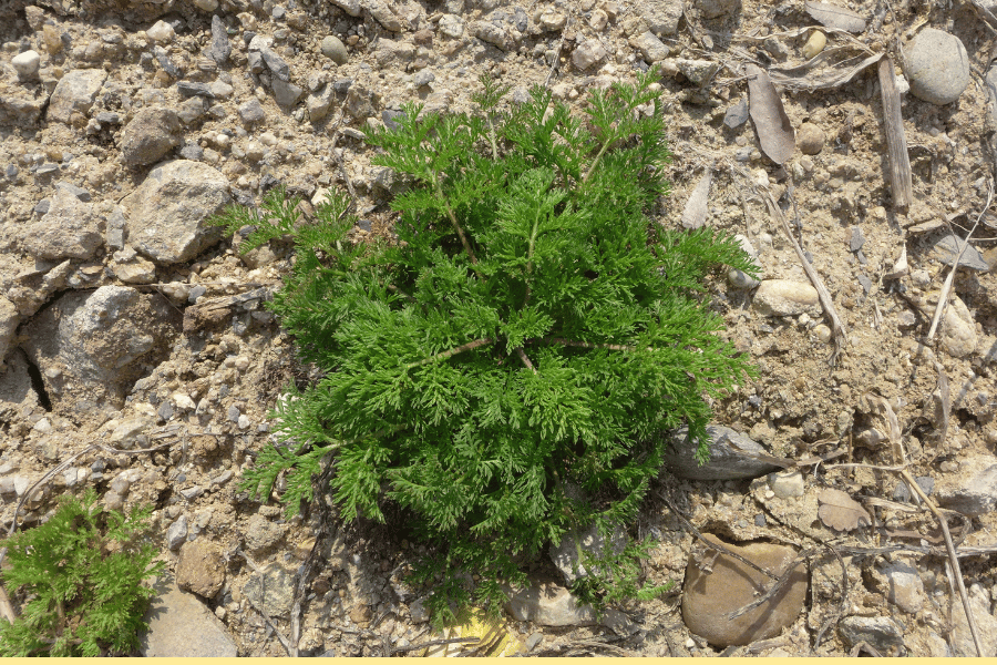 전설 속의 희귀 약초 청호의 신비한 이야기