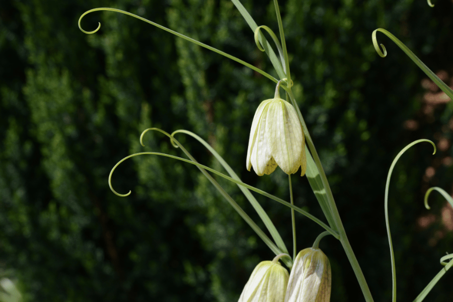 전설 속의 희귀 약초 패모