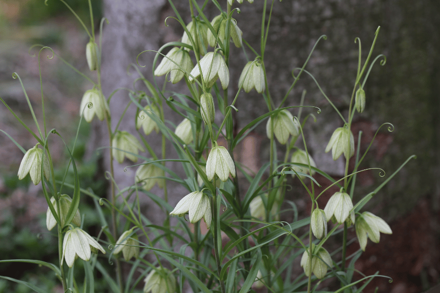 전설 속의 희귀 약초 패모