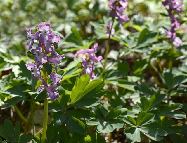 전설 속의 희귀 약초 현호색의 이야기와 민간요법의 지혜