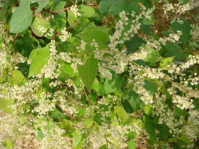 희귀 약초 하수오의 역사와 전통