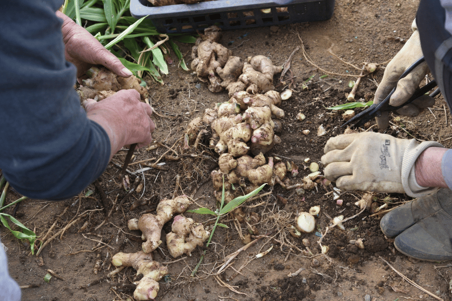 희귀 약초 채집과 현대 농업의 결합