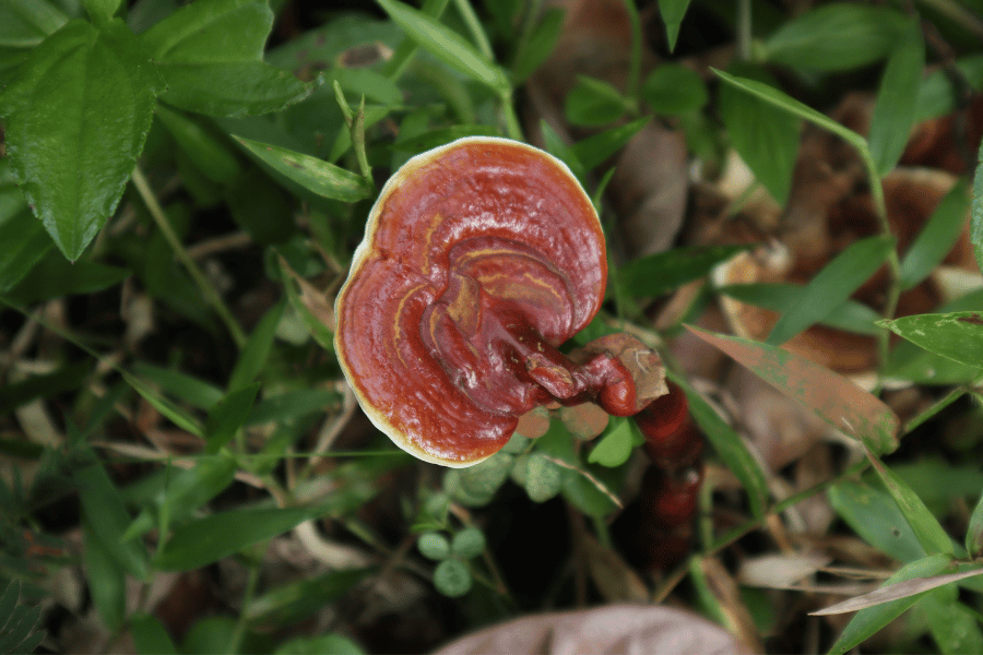 희귀 약초와 불로장생을 꿈꾸던 고대 이야기